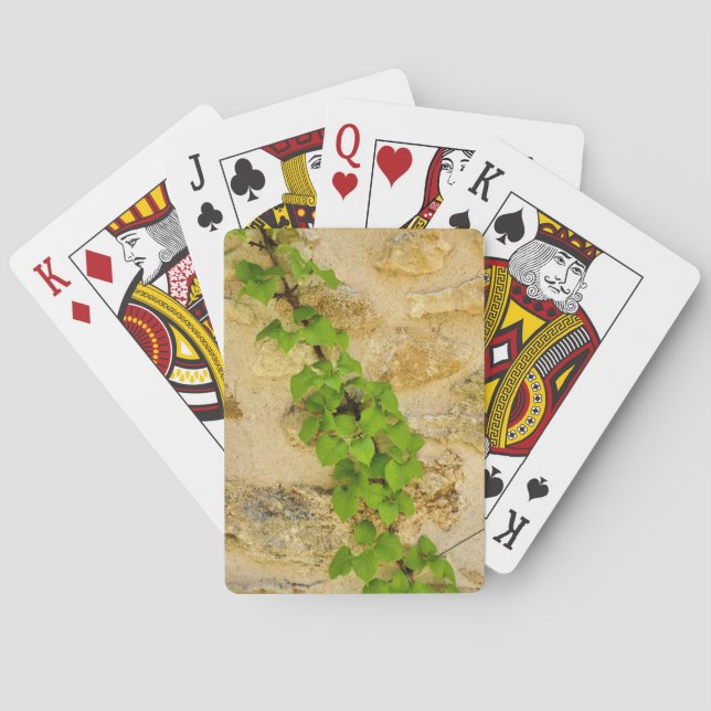 Baraja De Cartas Hydrangea petiolaris (Reverso)