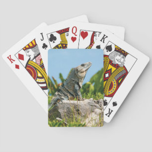 Baraja De Cartas Iguana