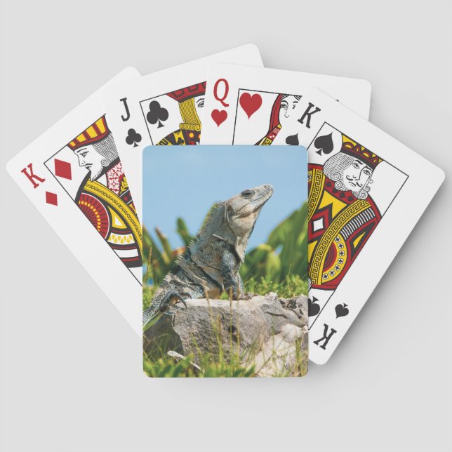Baraja De Cartas Iguana (Reverso)