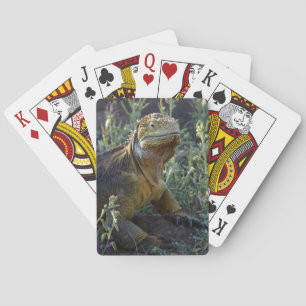 Baraja De Cartas Iguana verde suramericana