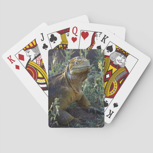 Baraja De Cartas Iguana verde suramericana (Reverso)