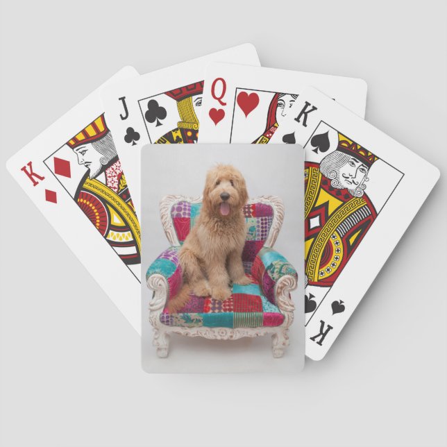Baraja De Cartas Imágenes de Getty | Cute Goldendoodle (Reverso)