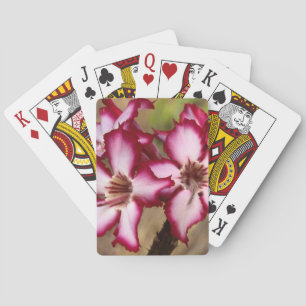 Baraja De Cartas Impala Lily (Adenium Multiflorum), Kruger