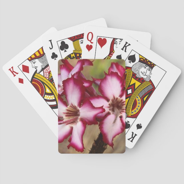 Baraja De Cartas Impala Lily (Adenium Multiflorum), Kruger (Reverso)