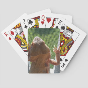 Baraja De Cartas Impresión barbuda linda de la foto del dragón