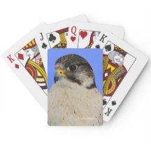 Impresionante Halcón Híbrido Gyrfalcon Saker