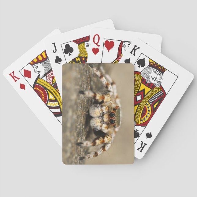 Baraja De Cartas Increíble acercamiento de una araña de Tarantula (Reverso)