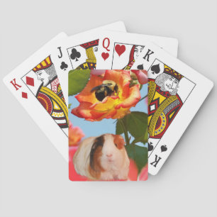 Baraja De Cartas Is he gone yet? Guinea pig hiding from bee on rose