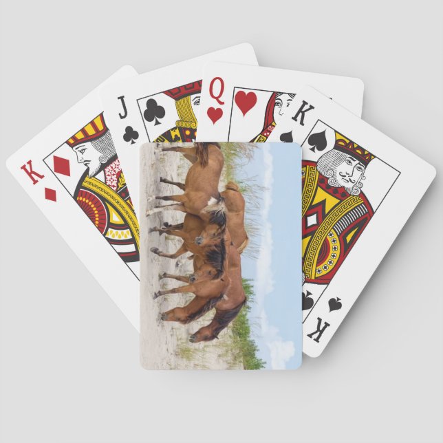Baraja De Cartas Isla Assateague, Maryland (Reverso)