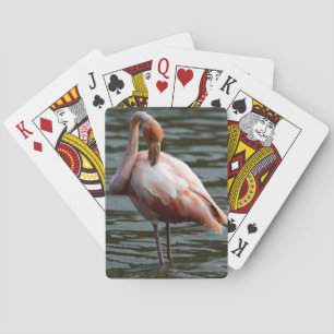 Baraja De Cartas Islas Galápagos Flamingo