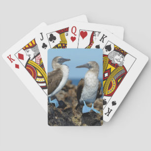 Baraja De Cartas Islas Galápagos, Isla Isabela