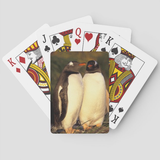 Baraja De Cartas Islas Malvinas. Pingüinos de Gentoo. (Pyroscelis (Reverso)