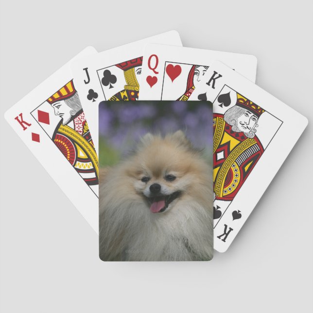 Baraja De Cartas Jadeo de Pomeranian (Reverso)