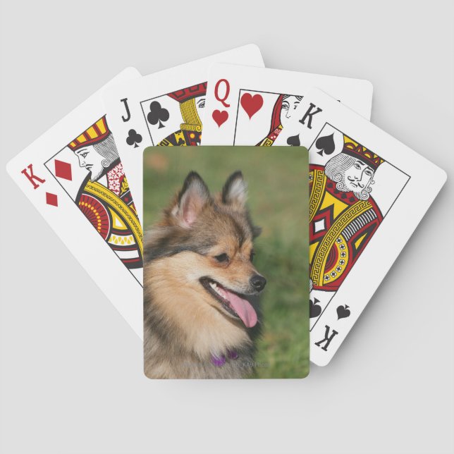 Baraja De Cartas Jadeo del Headshot de Pomeranian (Reverso)