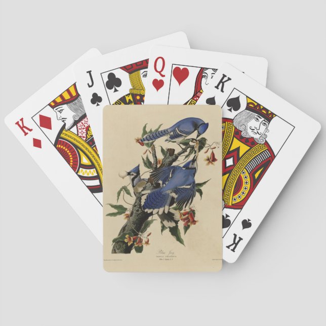 Baraja De Cartas Jay azul - Los pájaros de Estados Unidos de John J (Reverso)