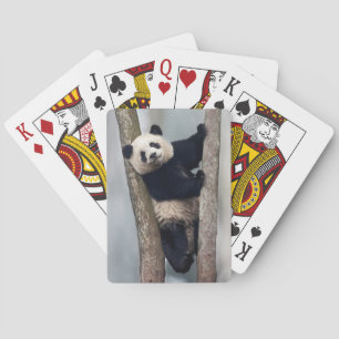 Baraja De Cartas Joven panda subiendo un árbol, China
