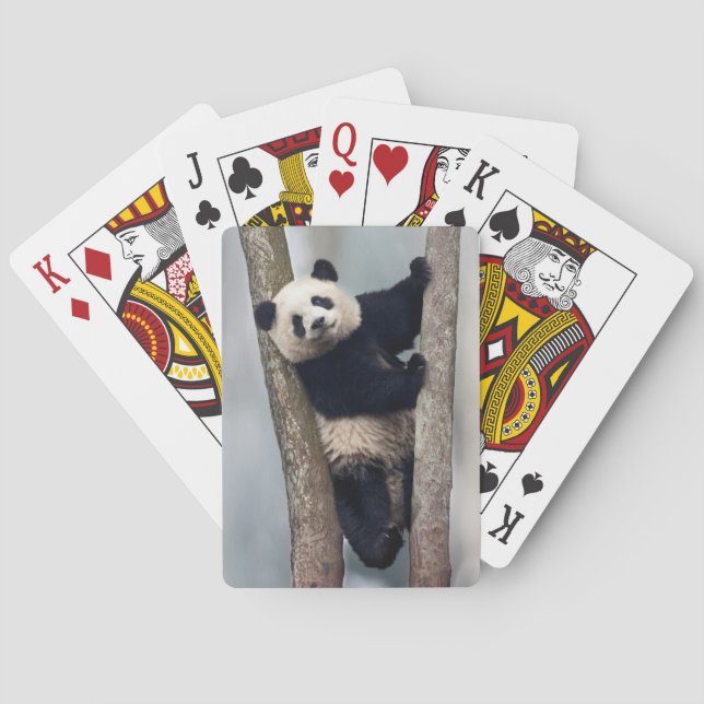 Baraja De Cartas Jóvenes pandas trepando un árbol, China (Reverso)