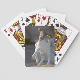 Baraja De Cartas Jugando Kid Goat