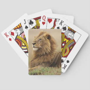 Baraja De Cartas Kenia, Masai Mara   León macho