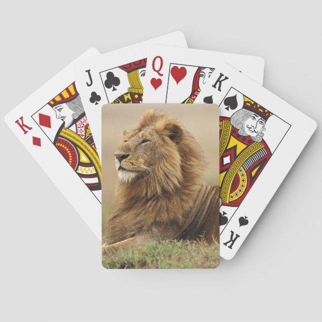 Baraja De Cartas Kenia, Masai Mara | León macho (Reverso)