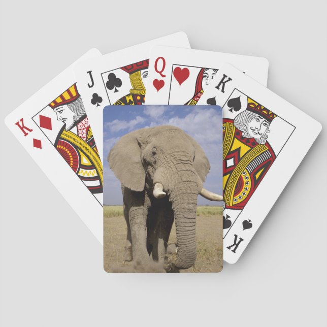 Baraja De Cartas Kenia: Parque Nacional Amboseli, elefante masculin (Reverso)