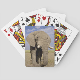 Baraja De Cartas Kenia: Parque Nacional de Amboseli, elefante macho
