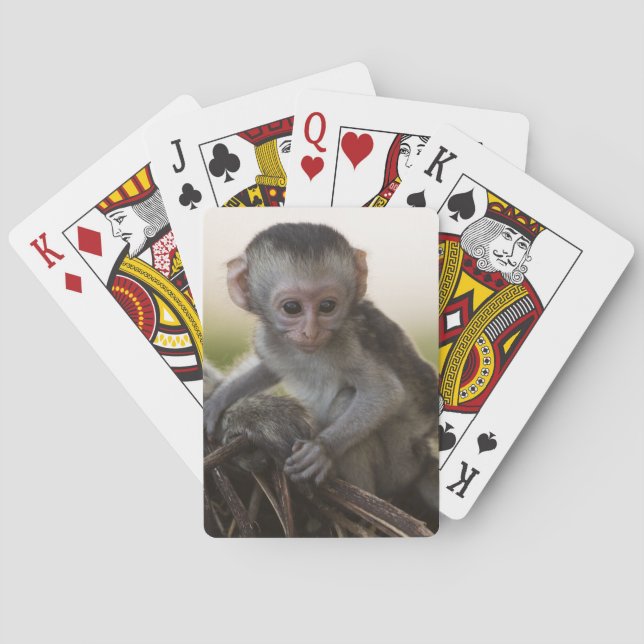Baraja De Cartas Kenia, Reserva de Caza Samburu. Vervet Monkey (Reverso)