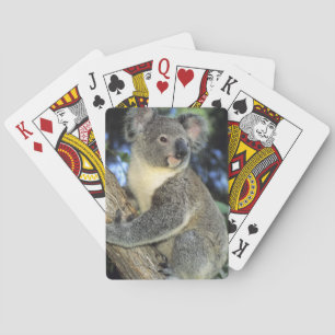 Baraja De Cartas Koala, Phascolarctos cinereus), Australia,