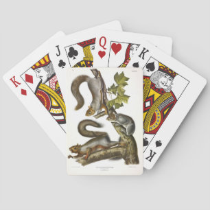 Baraja De Cartas La ardilla gris oriental (ardilla migratoria) Audu