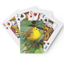 La bella Warbler de Wilson en el árbol de cerezos