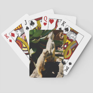 Baraja De Cartas La Mamá de sucumbir al Baby Meerkat,