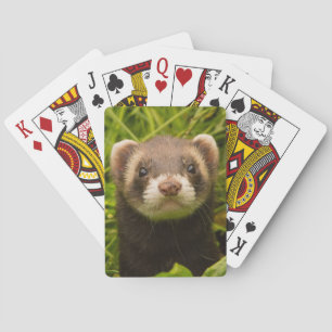 Baraja De Cartas La Mascota dulce Ferret en la hierba