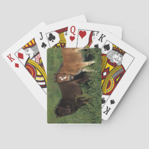 Baraja De Cartas La miniatura pare en hierba