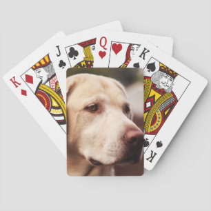 Baraja De Cartas Labrador retriever