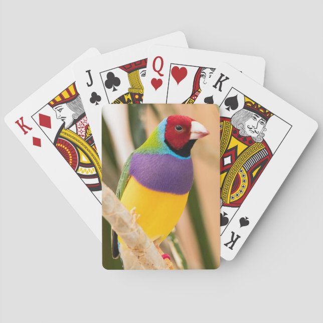 Baraja De Cartas Lady Gouldian Finch (Reverso)