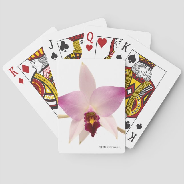 Baraja De Cartas Laelia Ancep (Reverso)