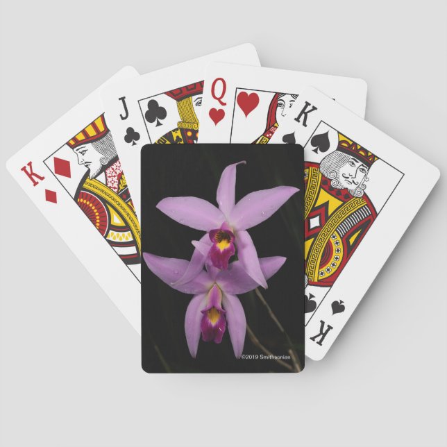 Baraja De Cartas Laelia Anceps (Reverso)