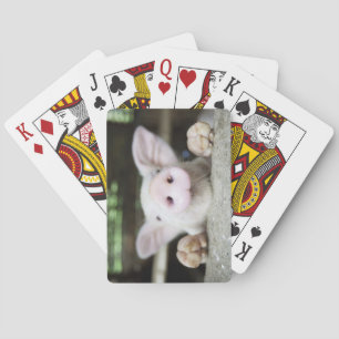 Baraja De Cartas Lechón en la pluma, cochinillo