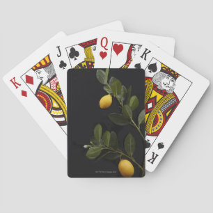 Baraja De Cartas Lemones todavía en su rama