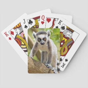 Baraja De Cartas Lemur anillo-atado bebé