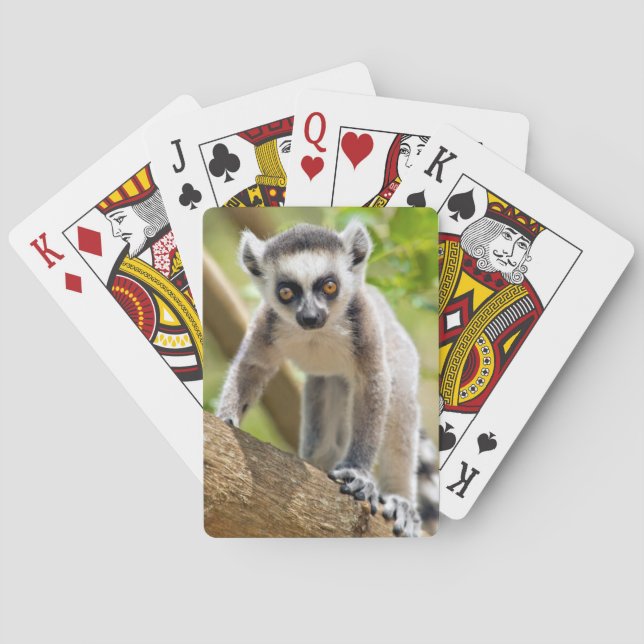 Baraja De Cartas Lemur anillo-atado bebé (Reverso)