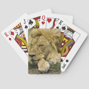 Baraja De Cartas León africano, Panthera leo, acostado dormido
