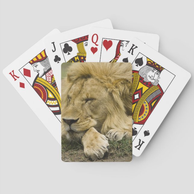 Baraja De Cartas León africano, Panthera leo, acostado dormido (Reverso)