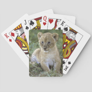 Baraja De Cartas león africano, Panthera leo), Tanzania,