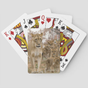 Baraja De Cartas León Cubs africano con la madre