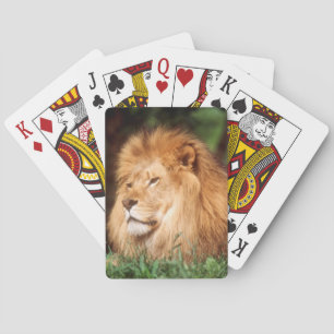 Baraja De Cartas León macho adulto