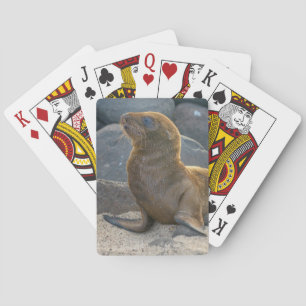Baraja De Cartas León marino de las Islas Galápagos