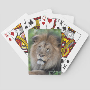 Baraja De Cartas León que gandulea en un bosque