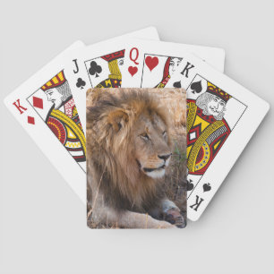 Baraja De Cartas León Reserva Nacional Maasai Mara, Kenia