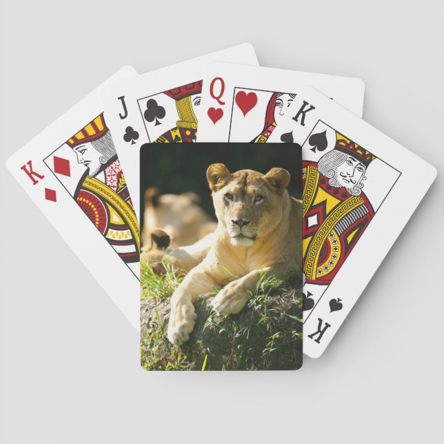 Baraja De Cartas Leones (Reverso)